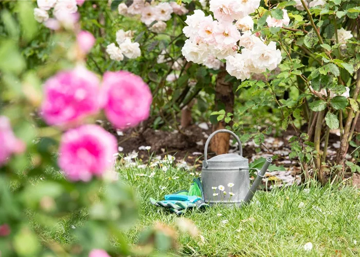 Bewässerungsanlagen im Garten – entspannt sitzen statt schwitzen