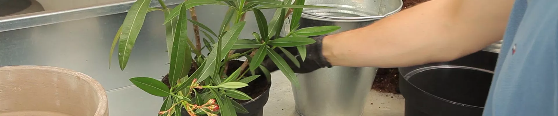 Oleander - Einpflanzen in ein Gefäß (thumbnail).jpg