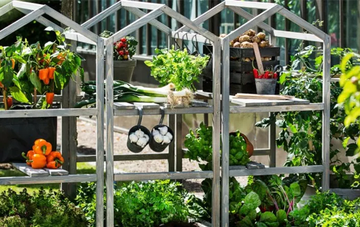 Balkonpflanzen im Urban Gardening Shop
