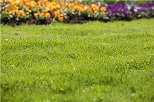 Beratungstag: Rasen renovieren & pflegen