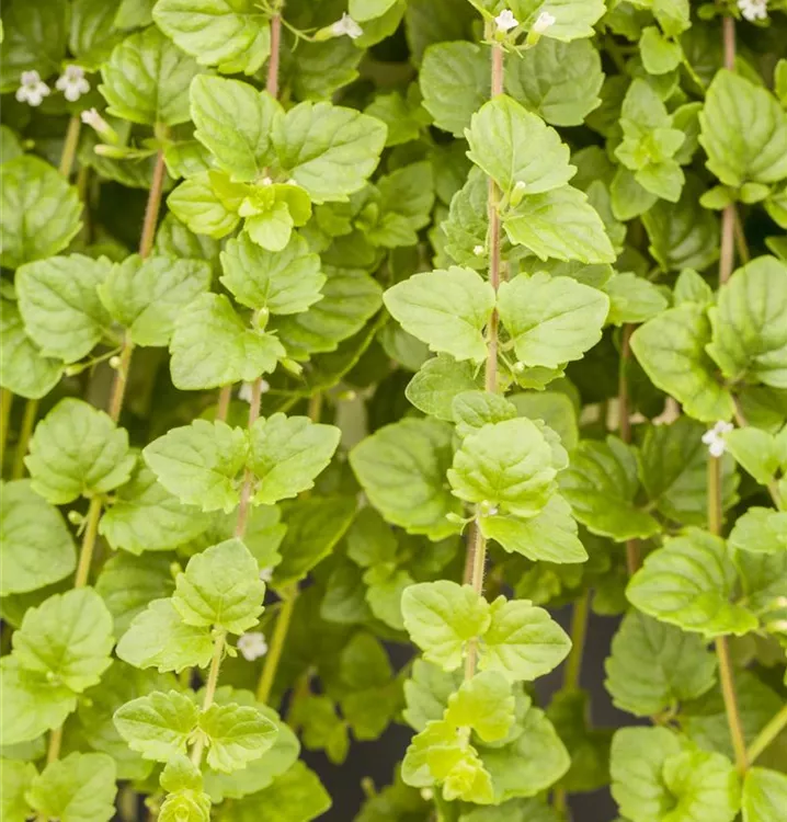 Satureja douglasii 'Indian Mint'