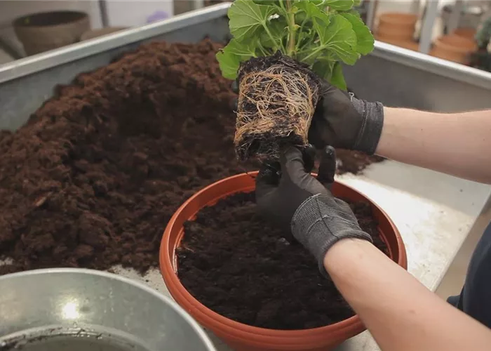 Mai Aktion: Gratis Kistchenbepflanzen!