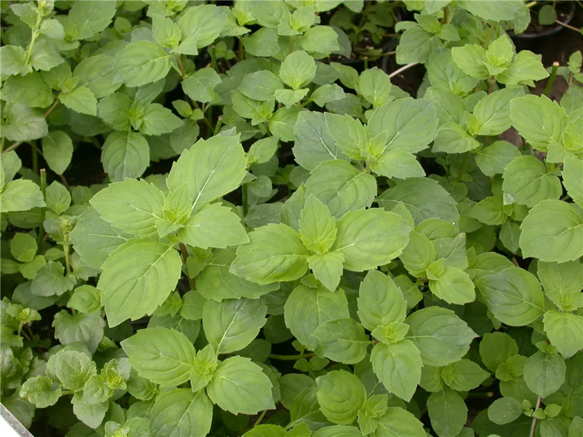 Satureja douglasii 'Indian Mint'