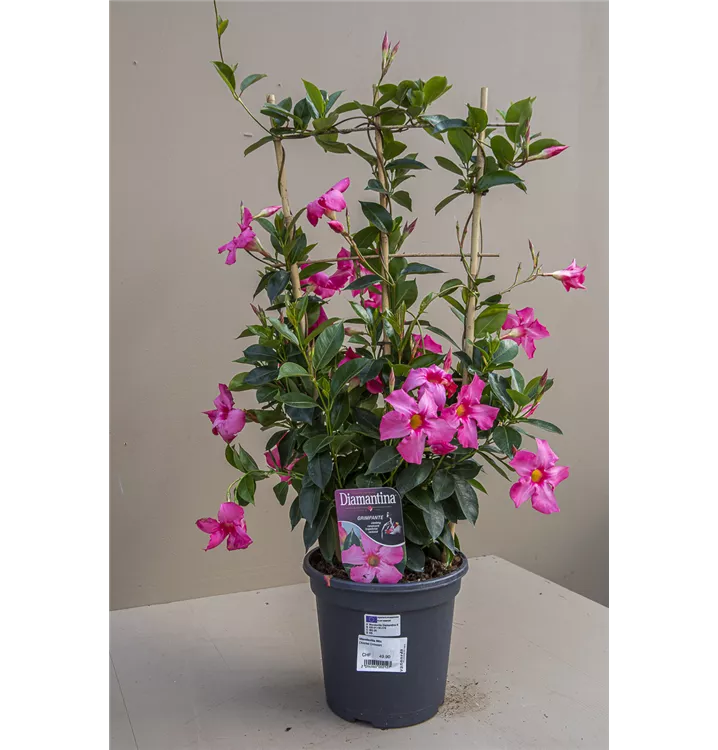 Rosa Dipladenie Spalier