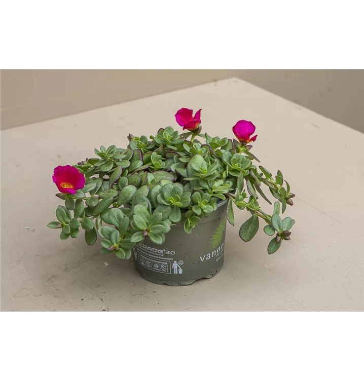 Mittagsblume rot