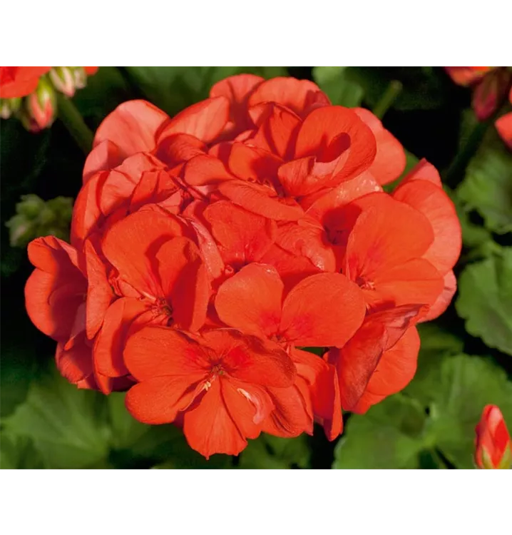 Geranie aufrecht orange
