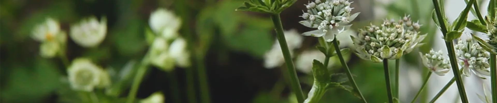 Sterndolde - Einpflanzen im Garten (Thumbnail)