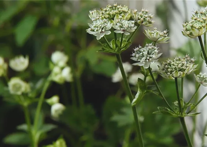 Sterndolde - Einpflanzen im Garten