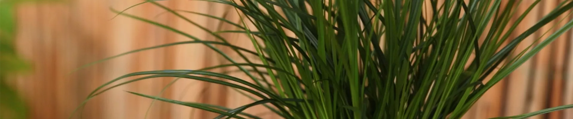 Gartensegge - Einpflanzen in ein Gefäss (Thumbnail)