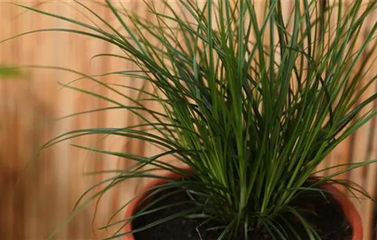 Gartensegge - Einpflanzen in ein Gefäss