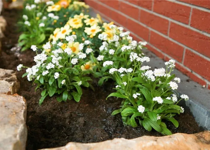 Weisses Vergissmeinnicht - Einpflanzen im Garten