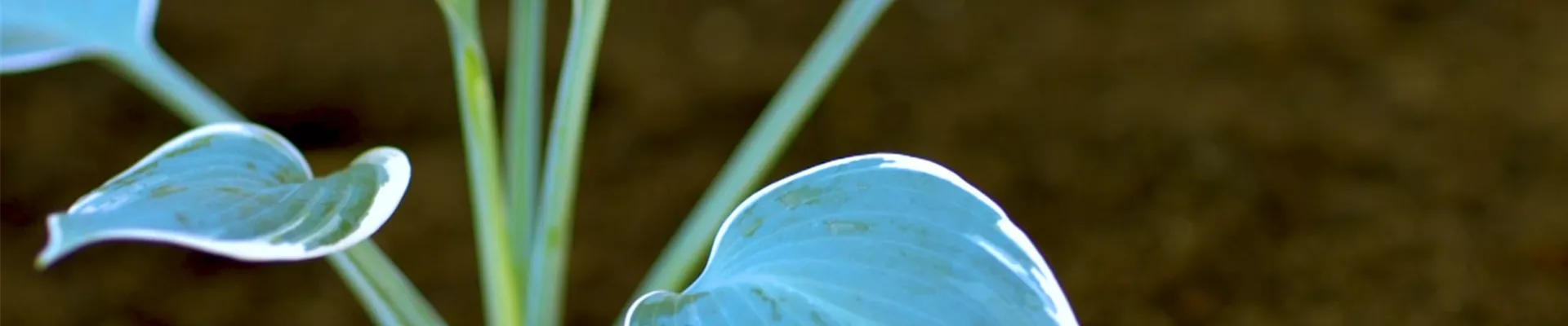 Funkien - Einpflanzen im Garten (thumbnail)