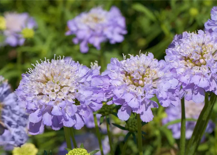 Taubenskabiose - Einpflanzen im Garten