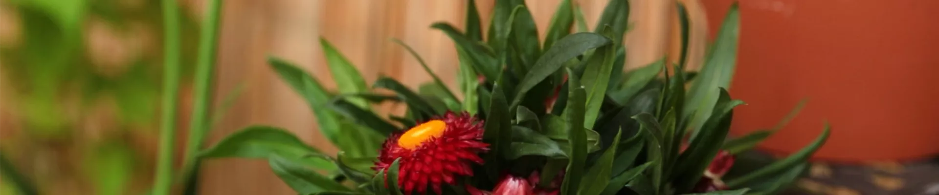 Garten-Strohblume - Einpflanzen in ein Gefäss (Thumbnail) Garten-Strohblume - Einpflanzen in ein Gefäss (Thumbnail)