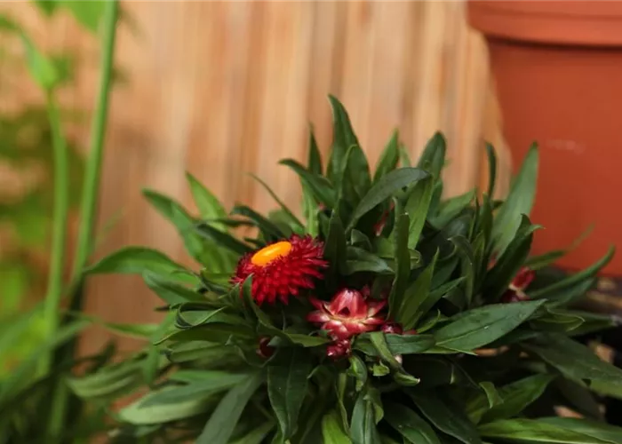 Garten-Strohblume - Einpflanzen in ein Gefäss