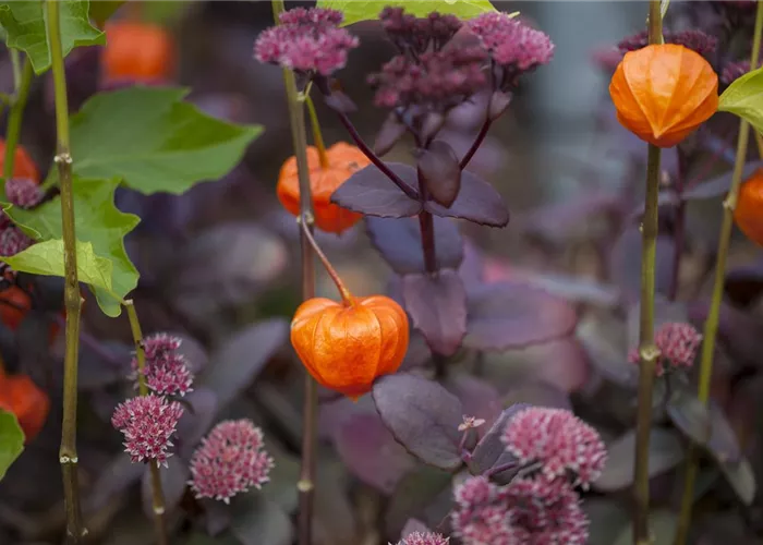 Schaurig schöne Tischgirlande aus Physalis