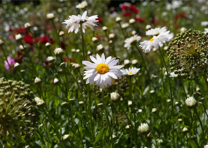 Zurück zur Natur – die Wildblumenwiese ist ein grosser Schritt dahin