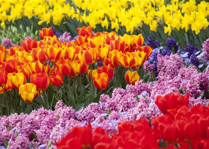 Bunter Frühling mit Blumenzwiebel und Co. – eine Übersicht