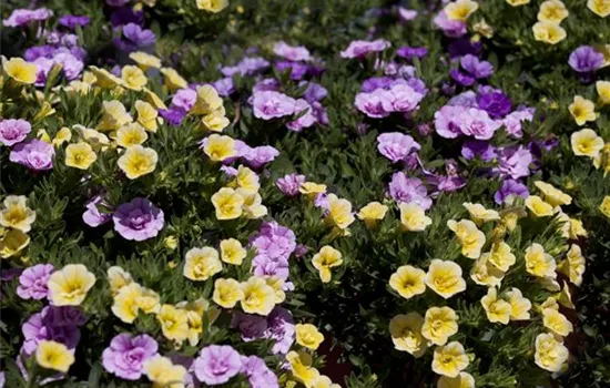 Farbe bekennen macht im Garten richtig Spass!