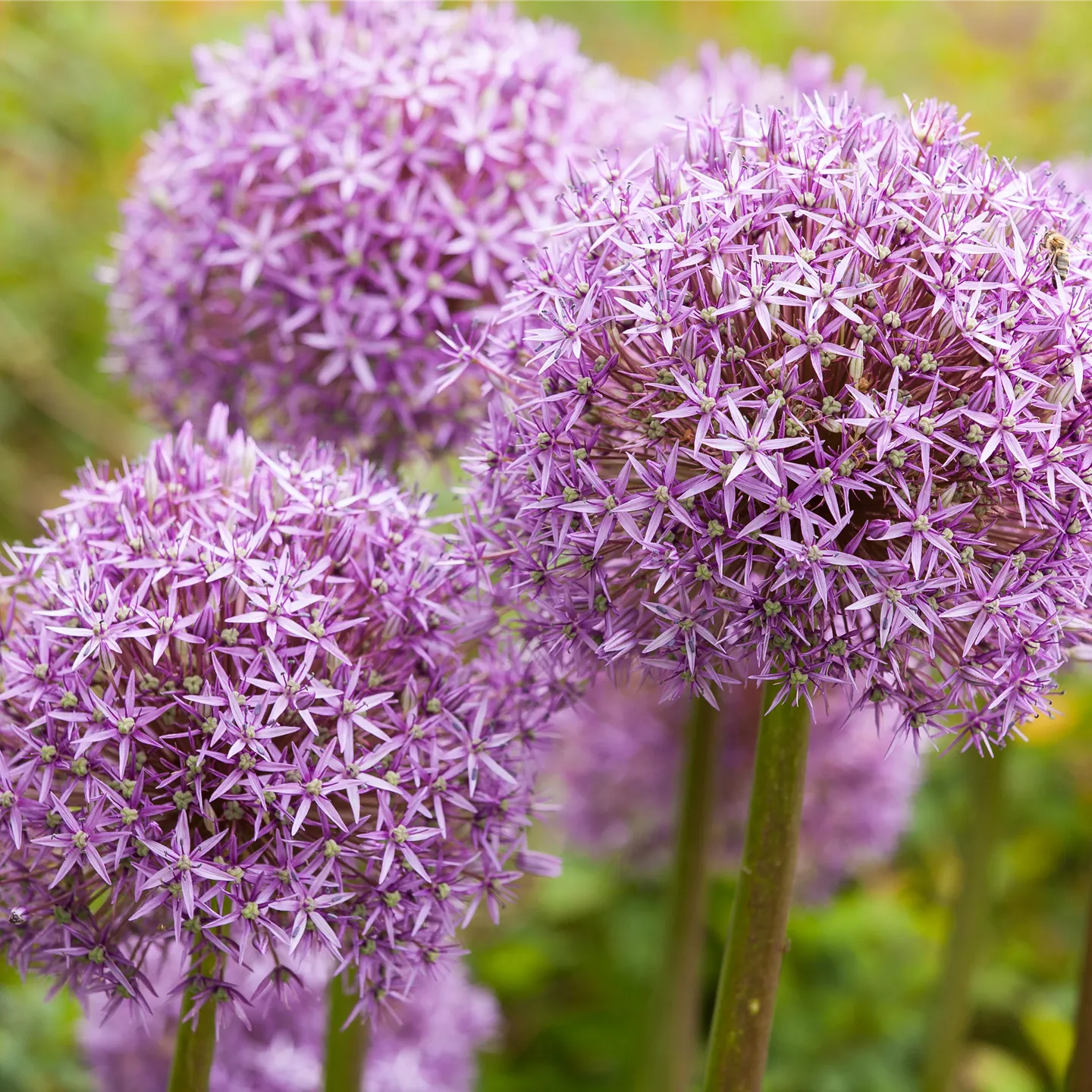 Allium – pflegeleichter Zierlauch als Gartenschmuck