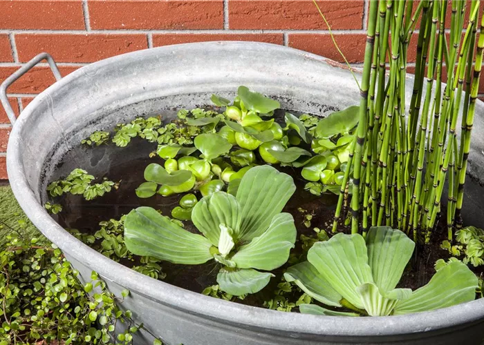 Der Mini-Teich – kleiner Teich ganz gross