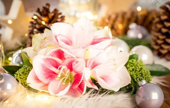 Amaryllis – weihnachtlicher Blütentraum Amaryllis – weihnachtlicher Blütentraum