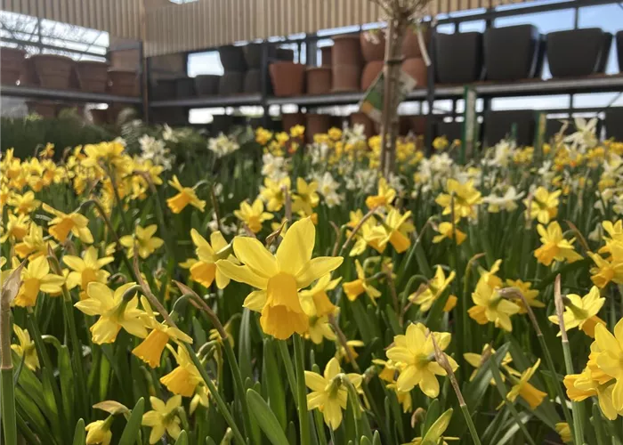21. & 22. März: Grosse Frühlingsausstellung - Saisonstart in ein blühendes Pflanzenjahr