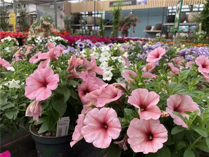 Ausverkauf Sommerpflanzen - jetzt 50% Rabatt!