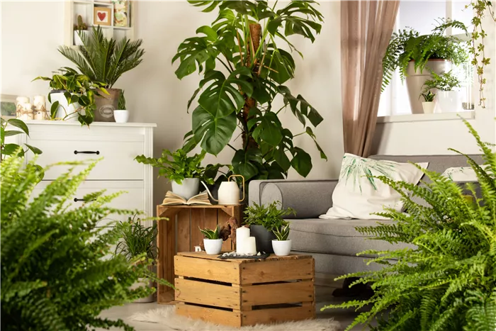 Wohnen mit Pflanzen - Themenwochen vom 10.01.-14.02.26