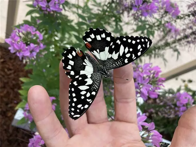 Schmetterlinge im Gewächshaus ab 6. Juli!