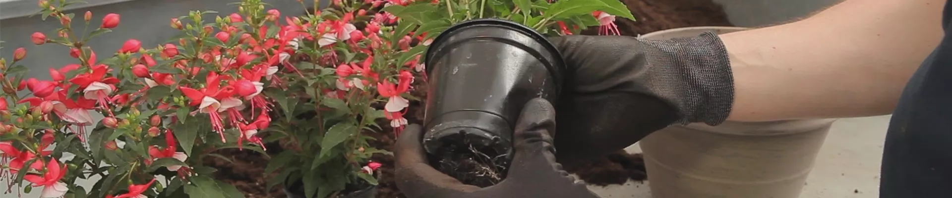 Fuchsien - Einpflanzen in ein Gefäss (thumbnail) Fuchsien - Einpflanzen in ein Gefäss (thumbnail)