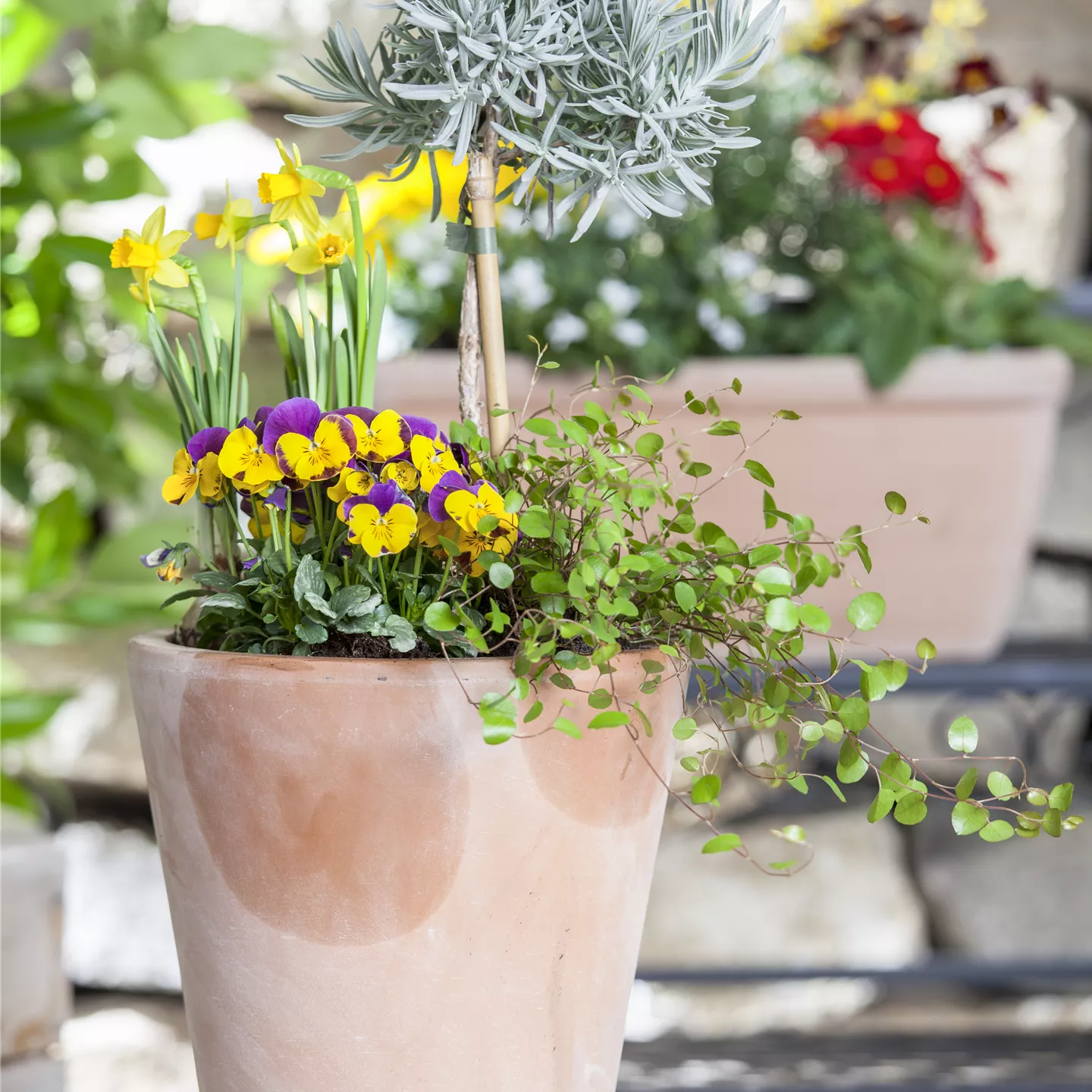 Blumenzwiebeln – einpflanzen in ein Gefäss