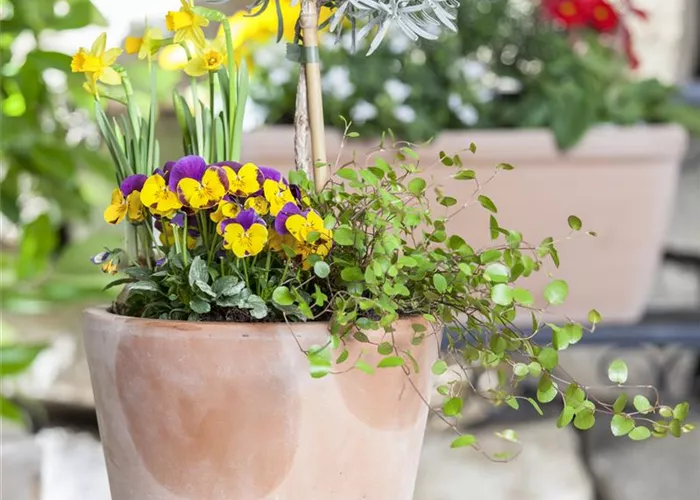 Blumenzwiebeln – einpflanzen in ein Gefäss